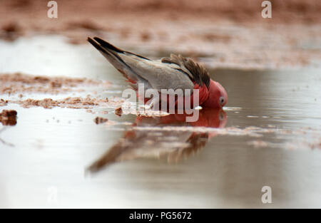 Galah (Eolophus roseicapilla) das Trinken aus einer Wasserstelle im Outback Western Australia. Stockfoto