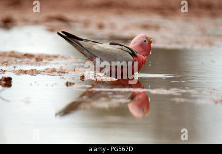 Galah (Eolophus roseicapilla) das Trinken aus einer Wasserstelle im Outback Western Australia. Stockfoto