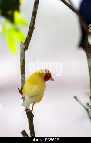 Orange und Gelb Lady Gouldian finch Erythrura gouldiae Sitzstangen auf einem Baum in einem tropischen Garten. Stockfoto