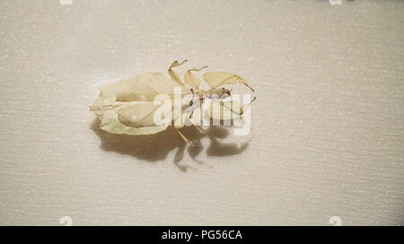 Riesige malaysischen Blatt insekt Phyllium giganteum harmonisch in grüner Umgebung zu überleben. Stockfoto