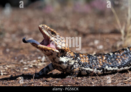 (SHINGLEBACK SKINK Tiliqua rugosa) GOLDFIELDS, WESTERN AUSTRALIA Stockfoto