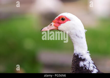 Große schöne schöne gemästet schwarzer und weißer moschus Ente Kopf auf verschwommenes Licht kopieren Raum Hintergrund. Stockfoto