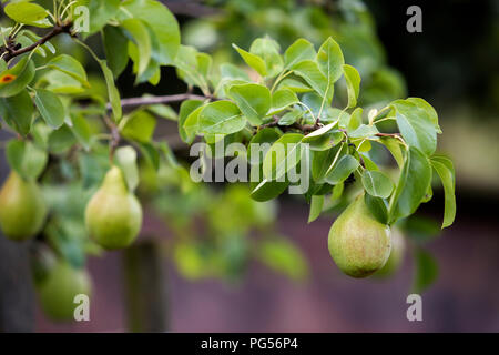 Close-up Haufen von schönen grünen Birnen Reifen auf Baum mit grünen Blättern hängende beleuchtet durch helle Sommer Sonne auf unscharfen bokeh Dunkelgrau Kontrast Stockfoto