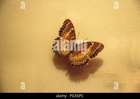 Red florfliege Schmetterling Cethosia biblis Viridis auf einem Display Board als Probe angeheftet. Stockfoto