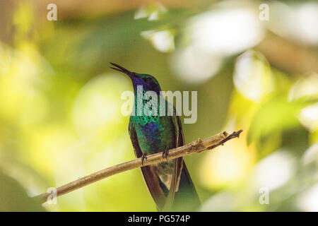 Funkelnde violett Ohr hummingbird Colibri coruscans Sitzstangen auf eine Zweigniederlassung, die in einem Garten. Stockfoto