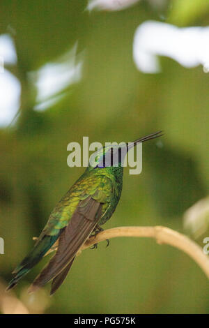 Funkelnde violett Ohr hummingbird Colibri coruscans Sitzstangen auf eine Zweigniederlassung, die in einem Garten. Stockfoto