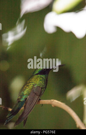 Funkelnde violett Ohr hummingbird Colibri coruscans Sitzstangen auf eine Zweigniederlassung, die in einem Garten. Stockfoto