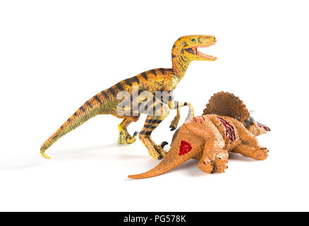 Velociraptor mit einem triceratops Körper in der Nähe auf weißem Hintergrund Stockfoto