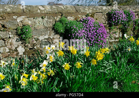 Frühlingsblumen, Ingram, Northumberland Stockfoto