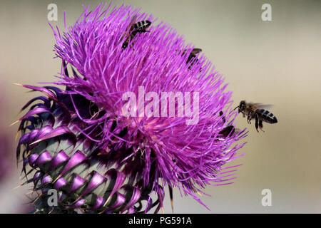 Bienen auf wilde Blume von Mariendistel silybum marianum Stockfoto