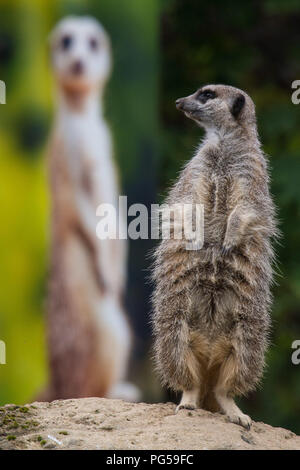 Ein erdmännchen während der jährlichen Weigh-in im ZSL London Zoo. Stockfoto