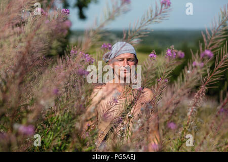Ein Mann sammelt Blumen von Ivan - Tee. Stockfoto
