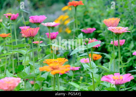 Ein bunter Blumen Szene. Rosa und Orange Blumen durch ein grünes Laub umgeben. Awesome abstrakte Landschaft Stockfoto