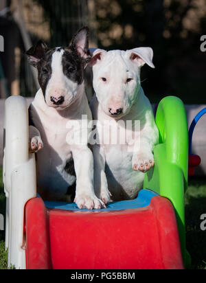 Zwei Bull Terrier Welpen spielen auf einer Folie Stockfoto