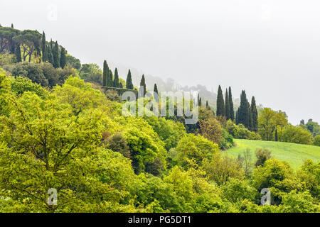 Laubwald am Hang mit Nebel Stockfoto