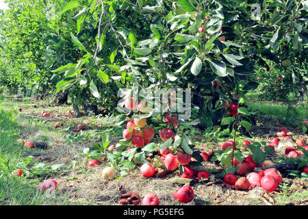 Saisonale Obstgarten mit reifen Bio rote und gelbe Äpfel auf den Ästen und faul auf dem Boden, in einem Englischen ländlichen Landschaft. Stockfoto