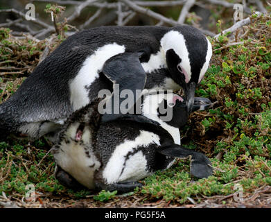 Paarung afrikanische Pinguine (Spheniscus demersus) in Stony Point Nature Reserve, Betty's Bay, Südafrika. Stockfoto