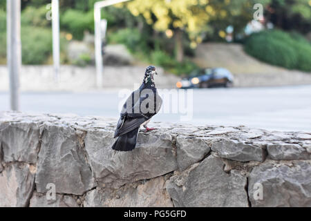 Eine städtische Taube/Nahaufnahme Kopf schoss der schönen Speed Racing Pigeon Vogel Stockfoto