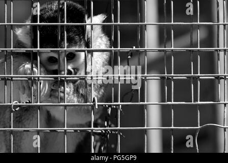 Gemeinsame Totenkopfäffchen (Saimiri sciureus) bei Monkey Town Primatenzentrum, Somerset West, Südafrika. Stockfoto