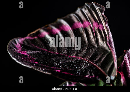 In der Nähe von Rosa Blatt von calathea Zimmerpflanze mit Tropfen, isoliert auf Schwarz Stockfoto