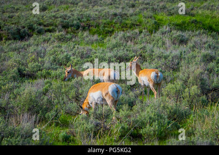 Blick auf White-tailed Familie Rehe grasen das Gras in den Yellowstone National Park, der an einem sonnigen Tag in den USA. Stockfoto
