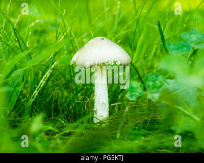 Pilz im Rasen Stockfoto