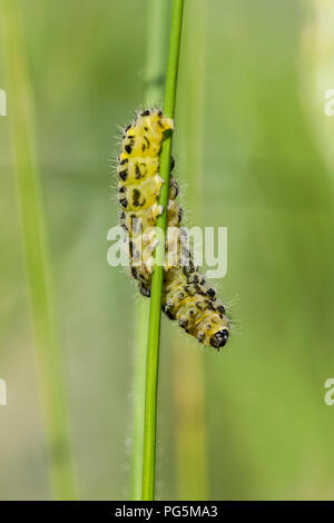 Shargacucullia verbasci Mullein Motte Caterpillar Stockfoto