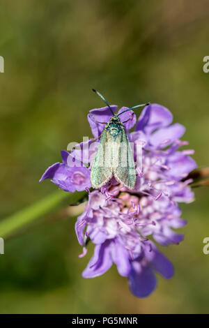 Kleinen Witwenblume Scabiosa Urnenbestattung Stockfoto