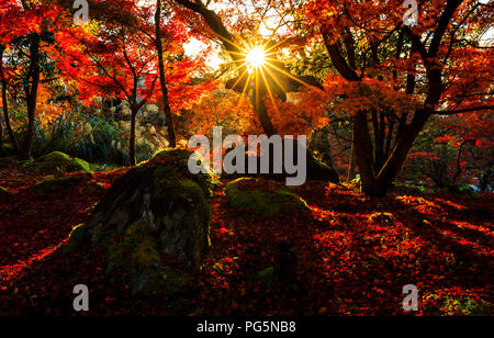 Silhouette von Herbst Blatt mit Sun Flair in Tempel Eikando, Kyoto, Japan Stockfoto