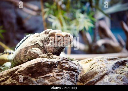 Leguan Reptilien auf einem Stein saß Stockfoto