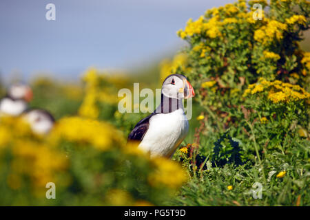 Papageientaucher unter das Ragout auf der Klippe auf Lunga, einer der Treshnish-inseln in der Inneren Hebriden von Schottland Stockfoto