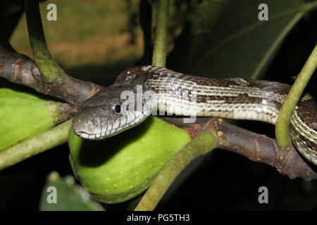 Eine graue Ratte Schlange jagen Vögel von einem Bild Bush. Stockfoto