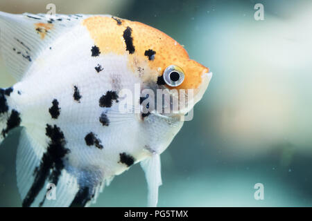 Auchen scalare, auch als Angelfish oder Freshwater angelfish Stockfoto