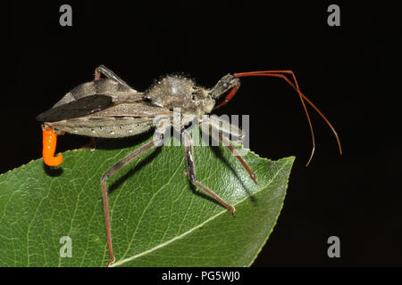 Nahaufnahme eines Rades Bug mit duftdrüsen angezeigt. Stockfoto