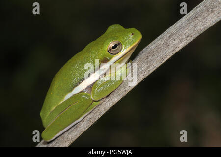 Eine amerikanische Green Tree Frog ruht auf einem Toten cattail Blatt. Stockfoto