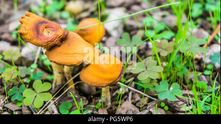 Bündel von Braun orange Pilze zusammen Makro Nahaufnahme Stockfoto