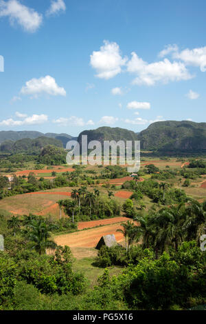 Üppig grüne Kalkstein Mogotes dominieren den Tabakanbau Landschaft im Tal von Vinales in westlichen Kuba Stockfoto