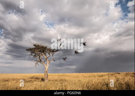 Ein Ausschuss von Geier in ein einsames Akazie, Masai Mara, Kenia Stockfoto