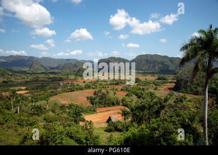 Üppig grüne Kalkstein Mogotes dominieren den Tabakanbau Landschaft im Tal von Vinales in westlichen Kuba Stockfoto