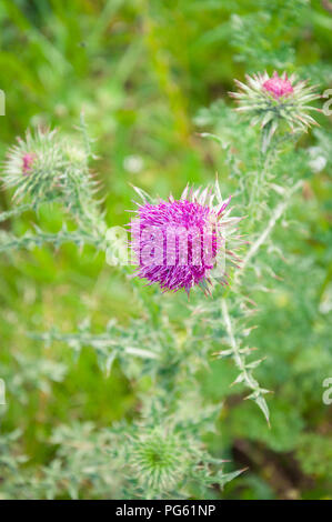 Ein carduus Crispus, Distel Blume in Norfolk, England, Großbritannien Stockfoto