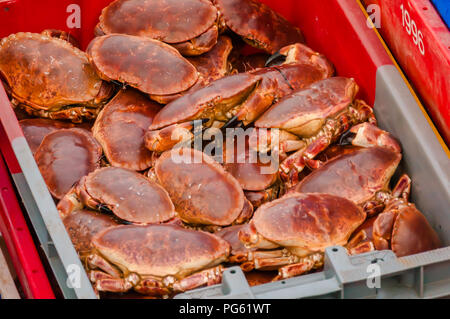 Hols der Krabben in Kartons Stockfoto