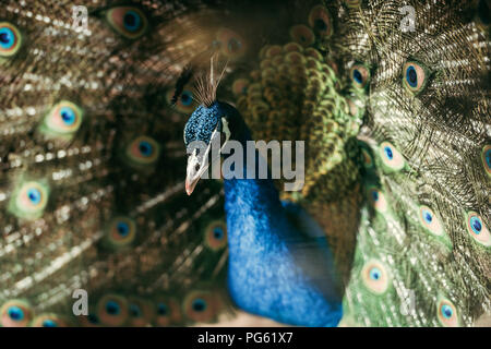 Nahaufnahme Blick auf den wunderschönen Peacock mit bunten Federn im Zoo Stockfoto