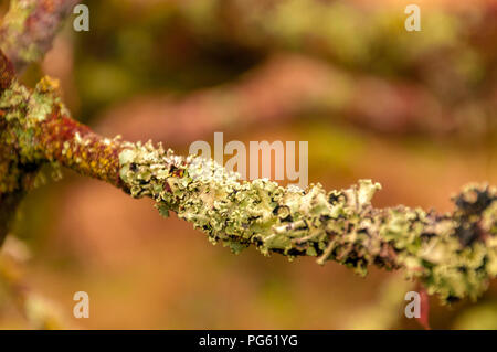 Ein Moos bedeckt tree branch Stockfoto