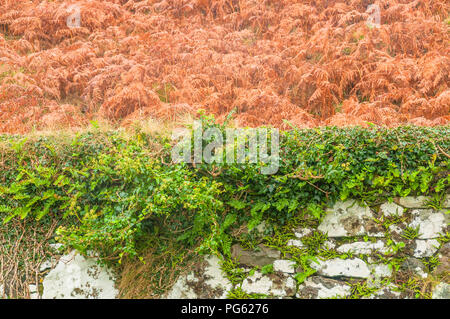 Eine Steinmauer mit grüner Vegetation auf es mit Orange Farne im Hintergrund Stockfoto