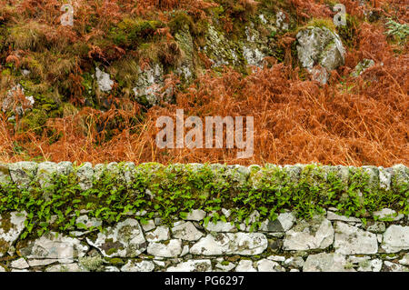 Einen weißen Stein Wand mit grüner Vegetation auf es mit Orange Farne im Hintergrund Stockfoto