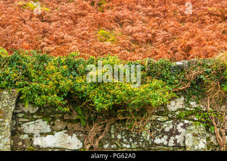 Einen weißen Stein Wand mit viel Grün der Vegetation auf es mit Orange Farne im Hintergrund Stockfoto