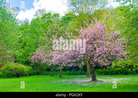 Bäume mit rosa Blumen in den Wäldern von Jesmond Dene, Newcastle, England Stockfoto