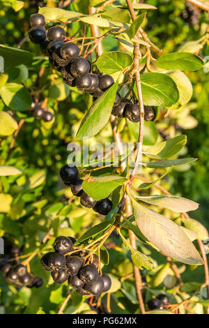 Aronia (Aronia melanocarpa) auf Baum im Orchard Stockfoto