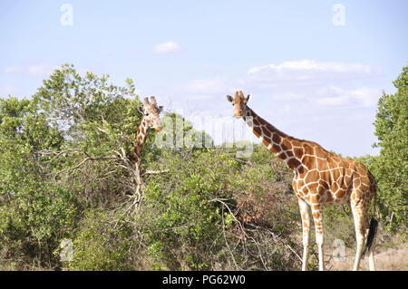 Kenia: zwei Girafs in Samburu National Park feeeding Stockfoto