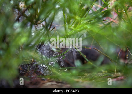 Regentropfen Stockfoto